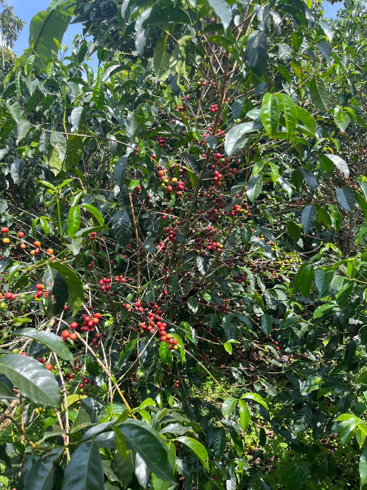 Grown at Remarkable Elevation