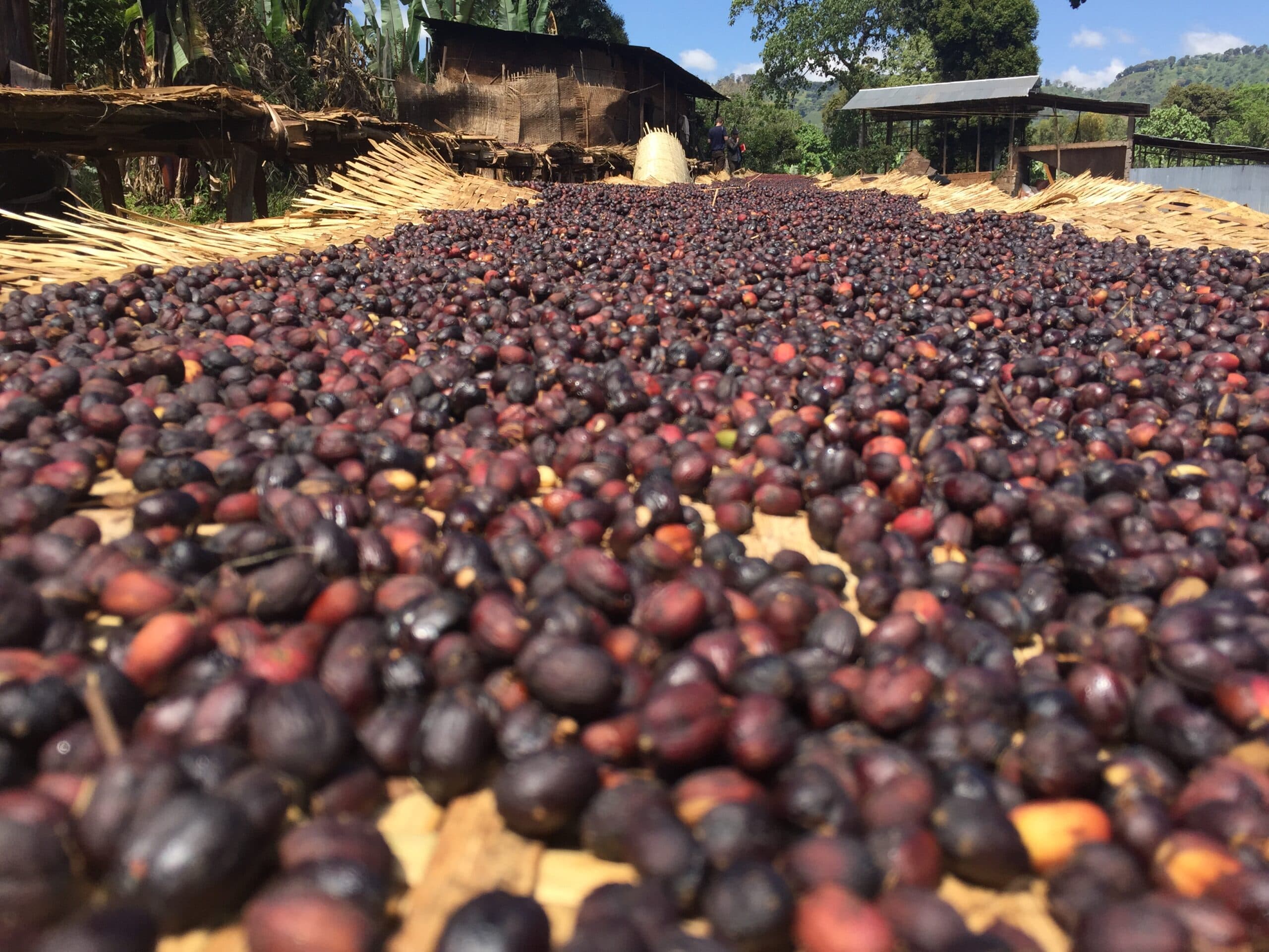 Traditional Sun-Drying